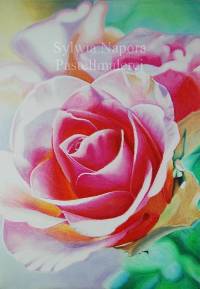 Pastellbild- Rose